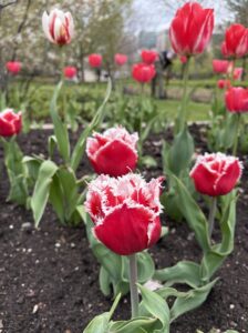 Red and white tulips blooming in an Ottawa garden during spring.