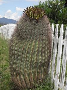 Cactus 1