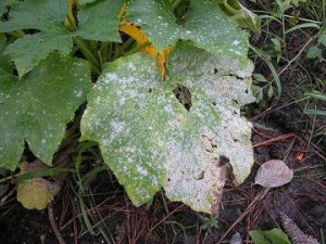 winter-gardening-4