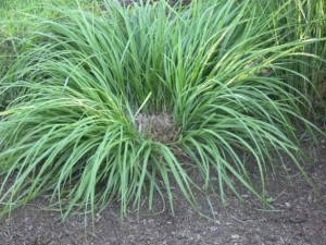 gdn1