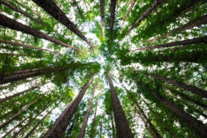 Tree canopy from the view at the base of the trees