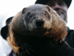 Wiarton-Willie