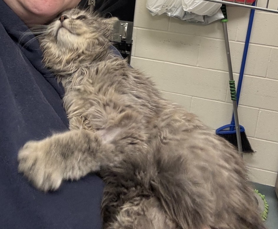 Small grey tabby laying on a students lap.