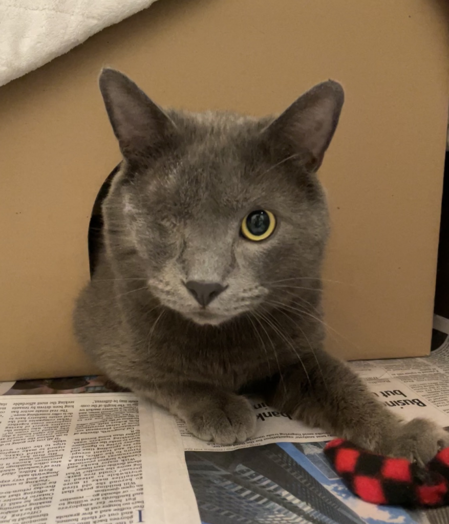 Calin-Orsse, grey kitty missing an eye.