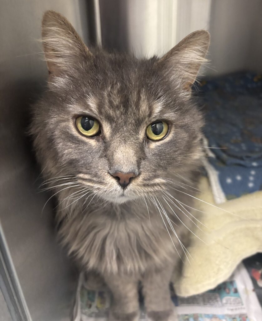 Grey Tabby looking out of his cage.
