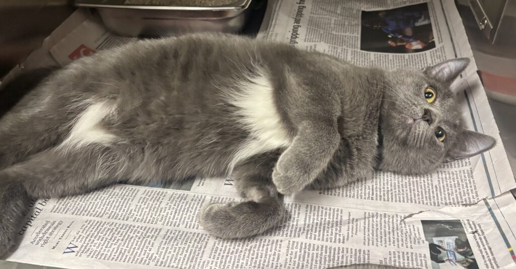 grey and white cat stretched out in a cage.