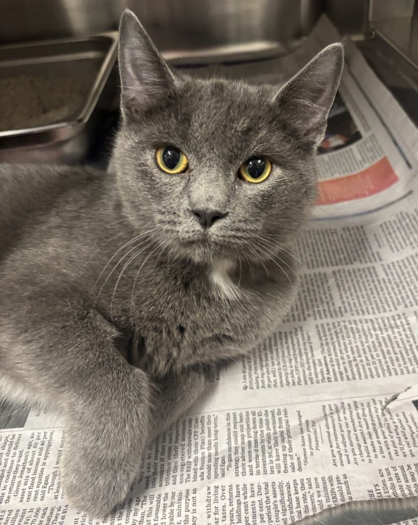 Koalahaving a good look out at us from his cage