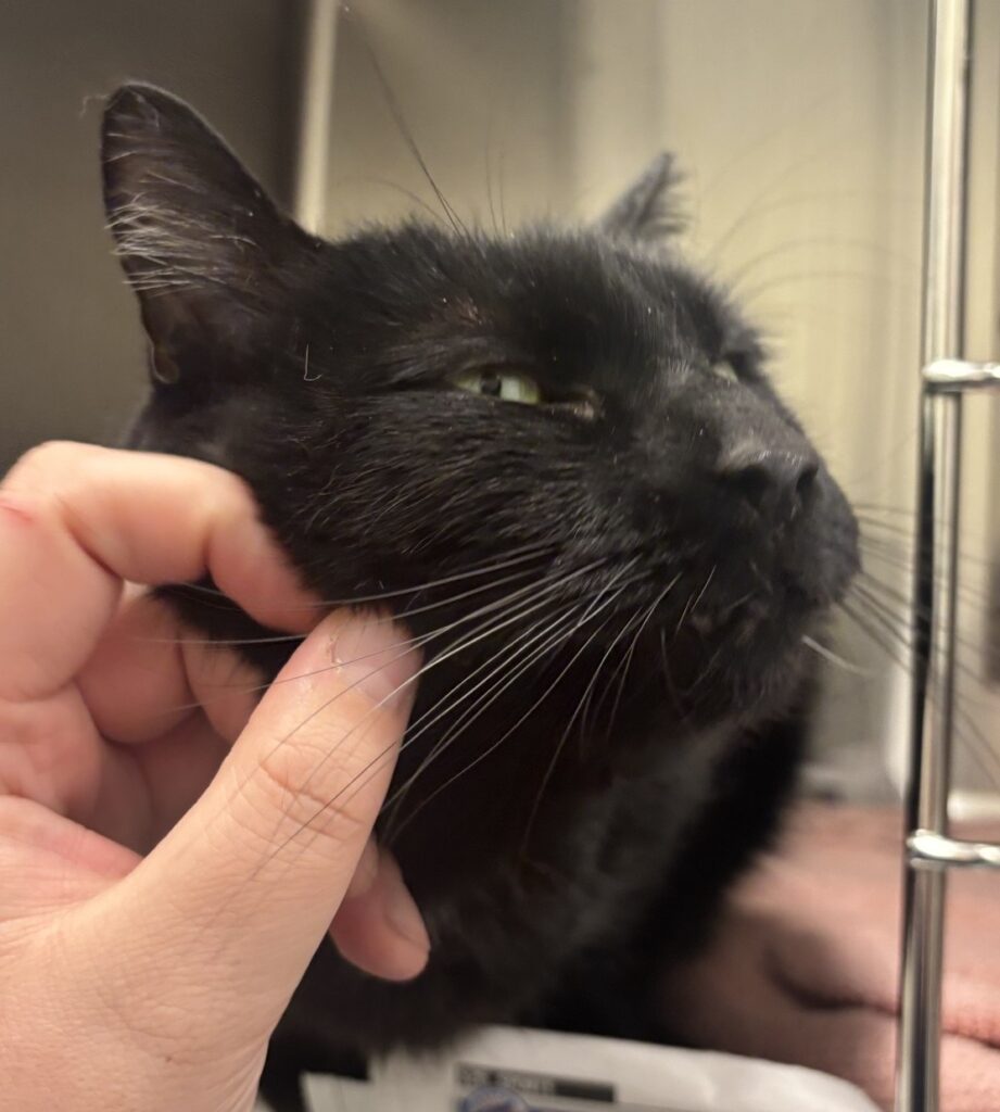 Minette getting petted