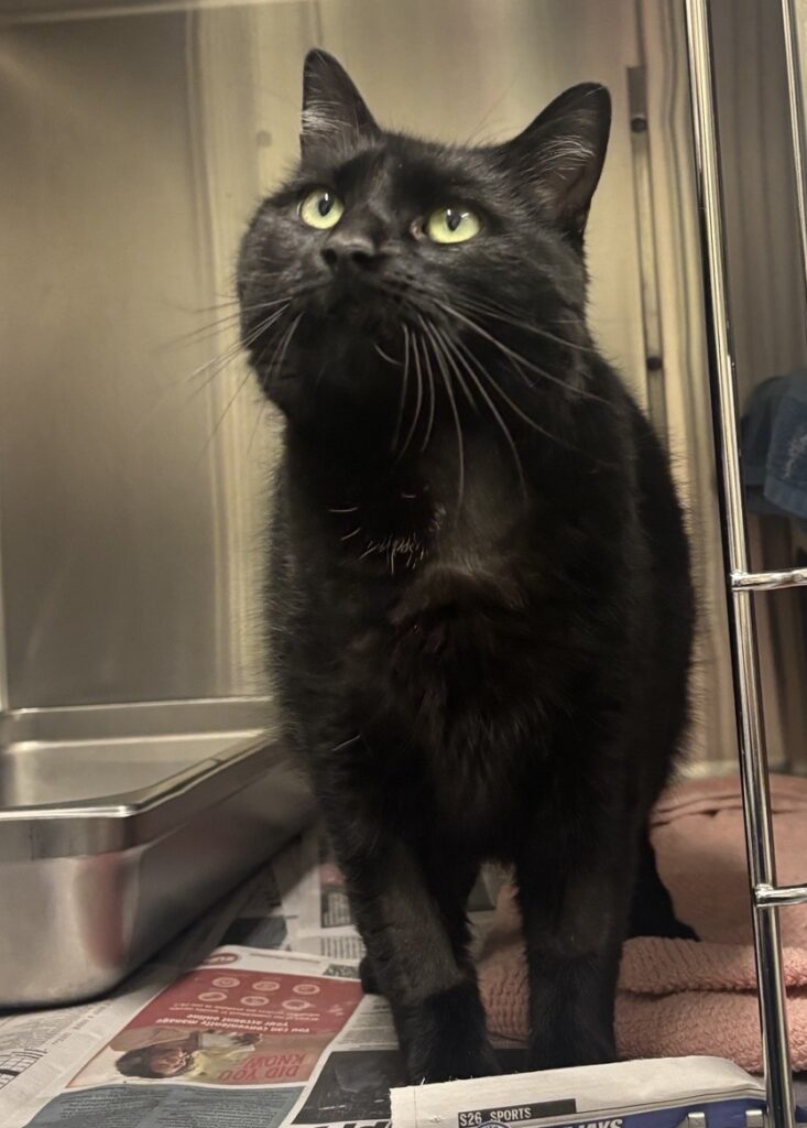 black female cat standing in a cage looking out