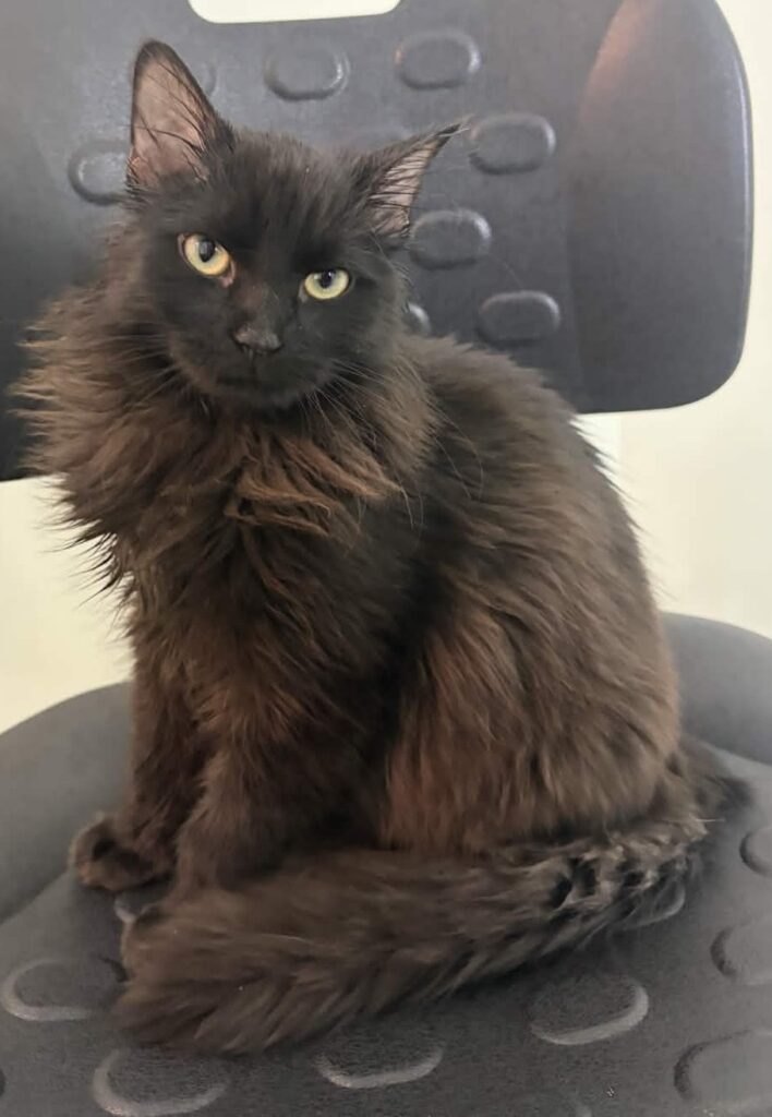 black cat sitting in a black chair