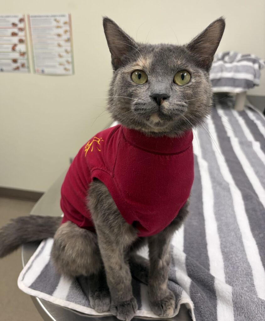 Tortoiseshell female wearing a red surgery suit