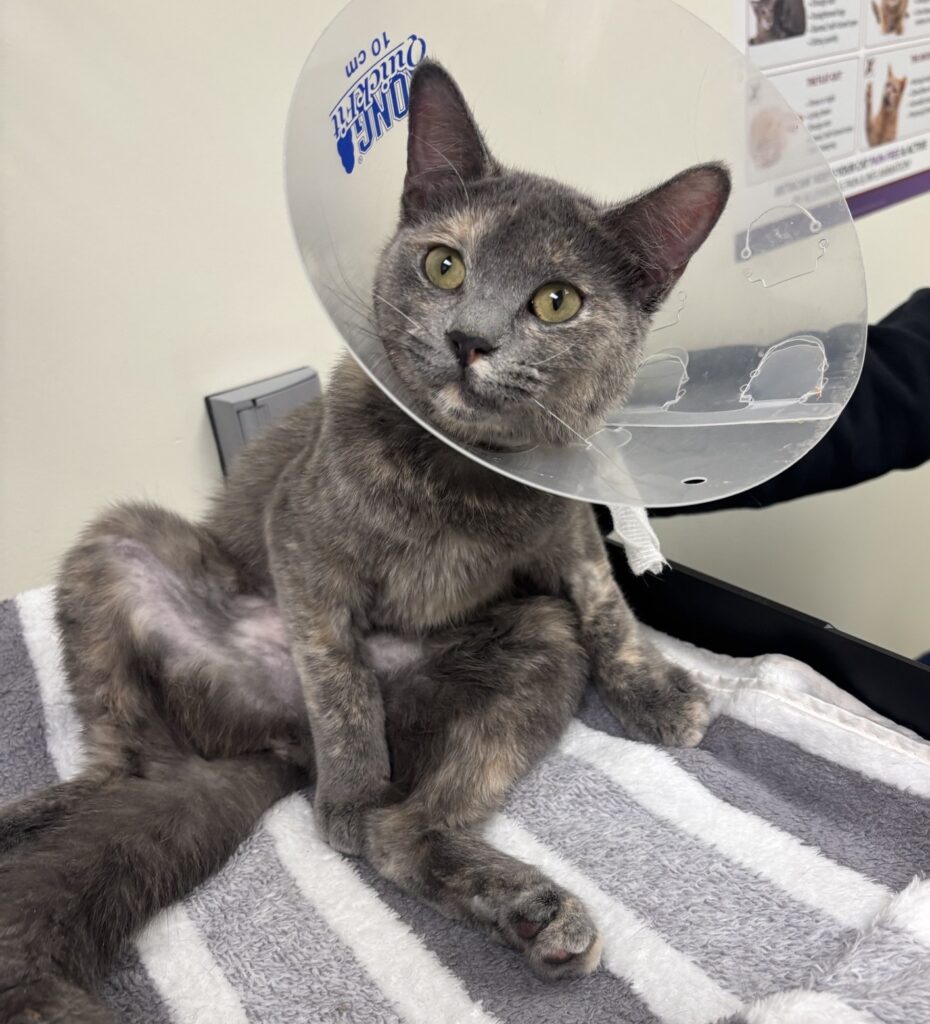 cat sitting with tummy showing