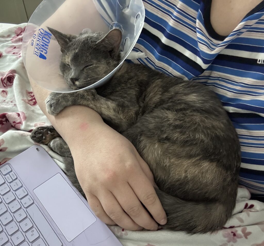 piglet in students arms having a snuggle.