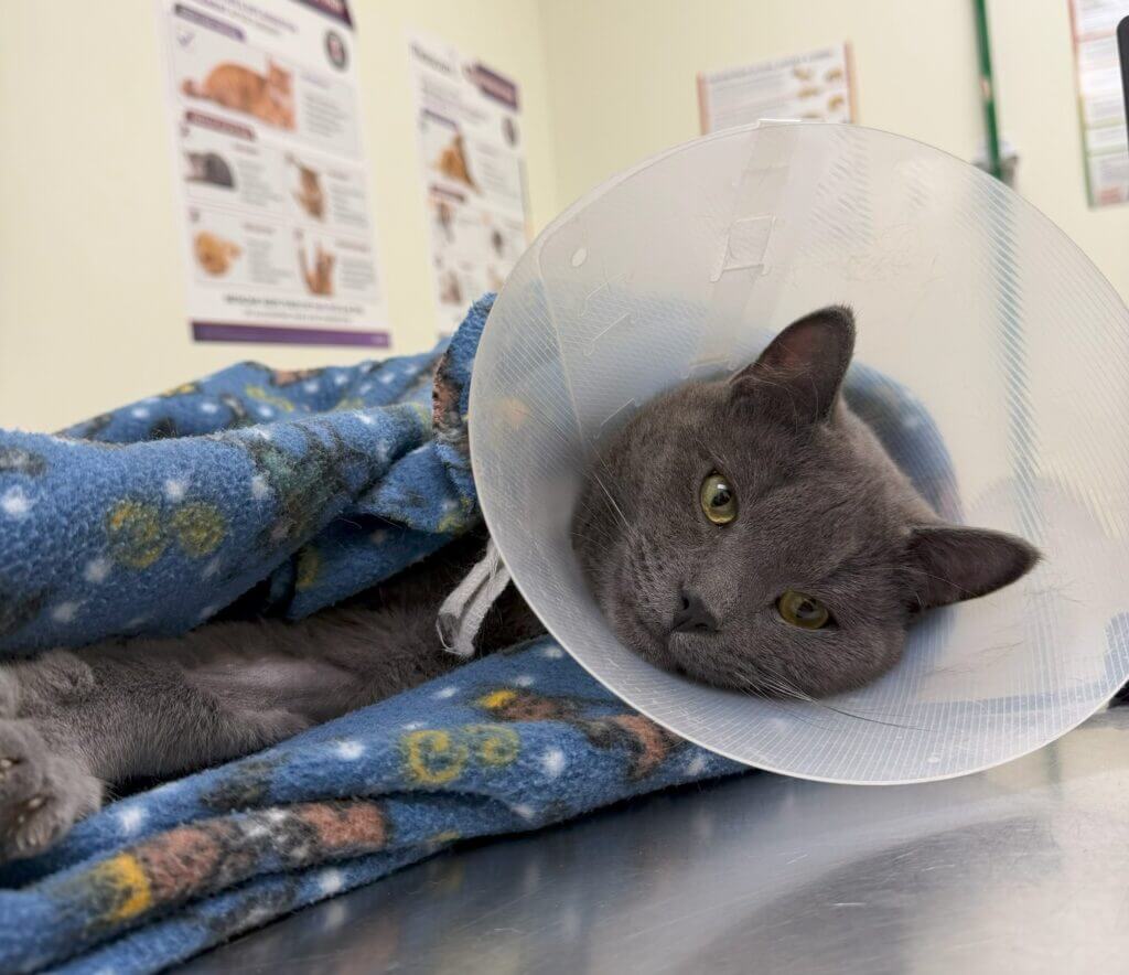 Ronny resting on his side