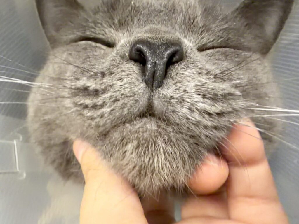 grey cat muzzle
