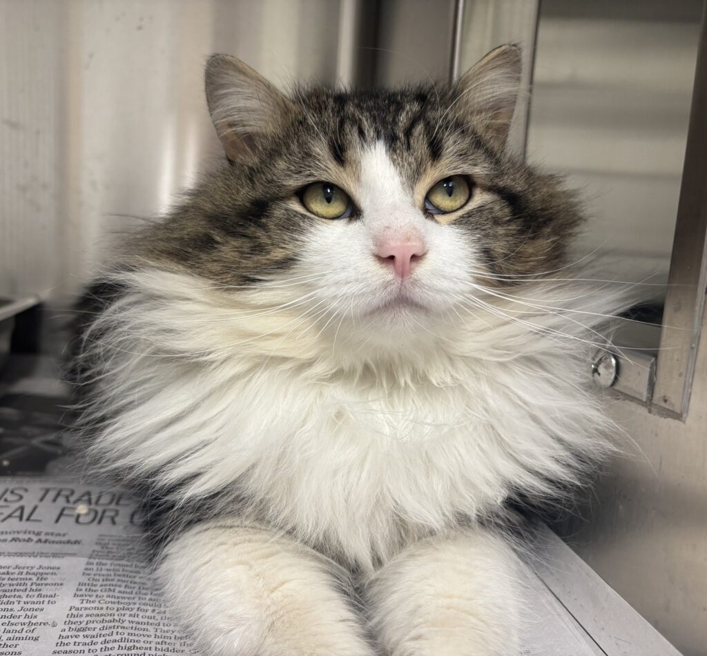 DMH Tabby and white male cat called Sully