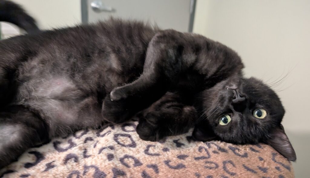 Beluga the black smoked DSH cats laying on his zebra blanket